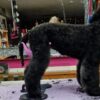 Grooming-Stehhilfe – Bild 4