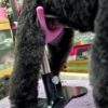 Grooming-Stehhilfe – Bild 3